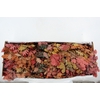 PF OAK LEAFS BS 150GR