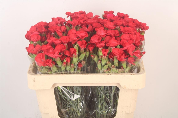 <h4>Di Symply Love Red</h4>