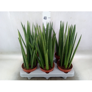 Sansevieria cyl.  ...