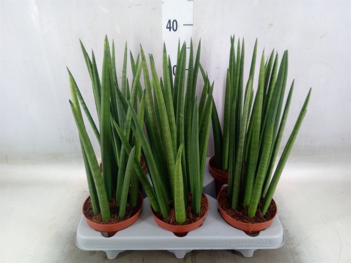 <h4>Sansevieria cyl.  ...</h4>