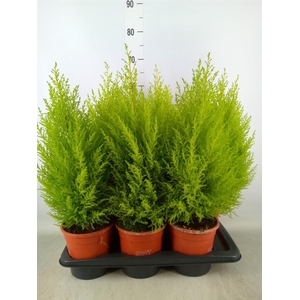 Cupressus macro. 'Goldcrest Wilma'