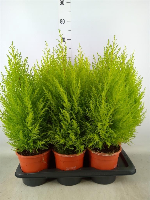 <h4>Cupressus macro. 'Goldcrest Wilma'</h4>