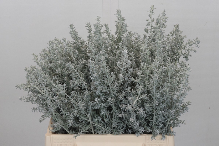 <h4>Kochia (maireana Sedifolia)</h4>