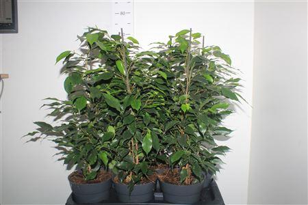 <h4>Fic Be Danielle</h4>