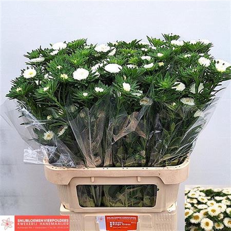 <h4>Callis Mats Wit 80cm</h4>