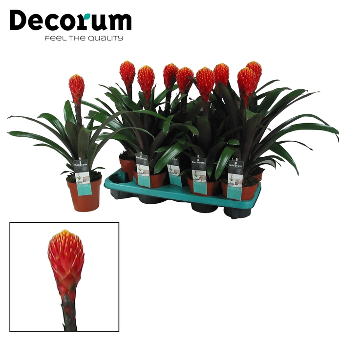 <h4>Guzmania Tala (Decorum)</h4>