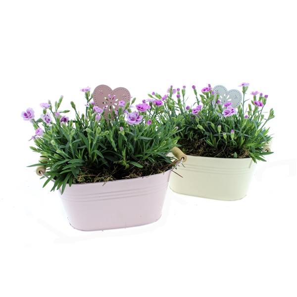 <h4>Arrangement Dianthus Pink kisses in zinken duo schaal ( afgewerkt mos ) + bijsteker</h4>