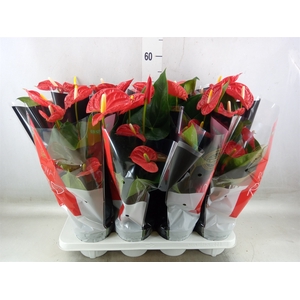 Anthurium andr. 'Madural'
