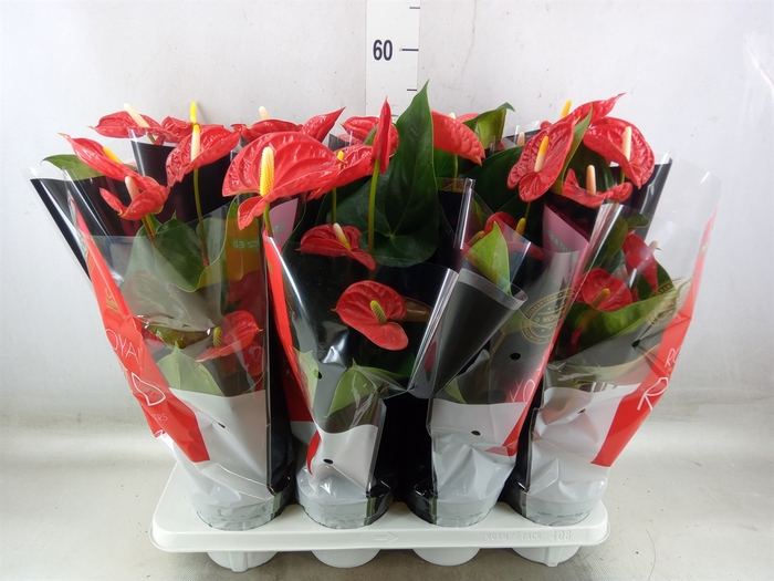 <h4>Anthurium andr. 'Madural'</h4>