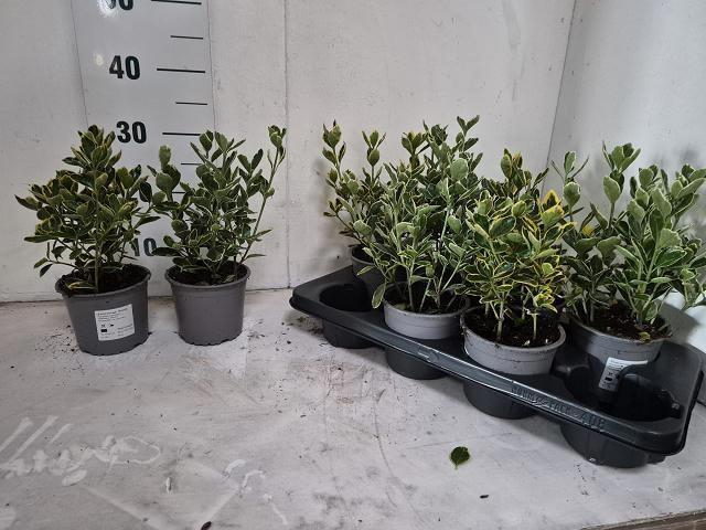 <h4>EUONYMUS JAP GEM</h4>