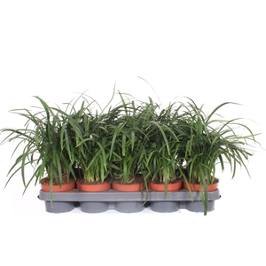 Liriope spicata
