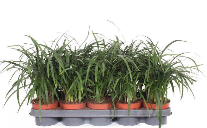 <h4>Liriope spicata</h4>