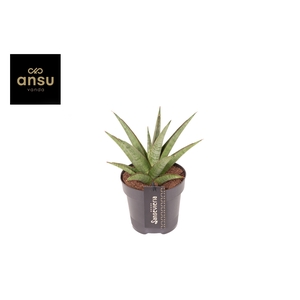 Sansevieria Comet Canoe No. 2