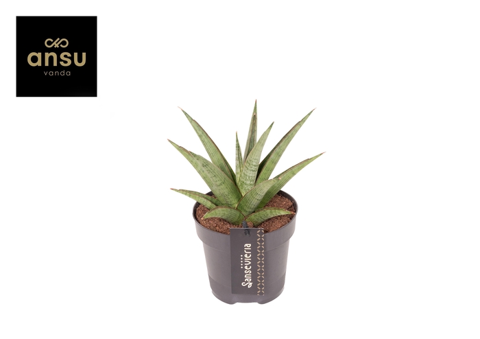 <h4>Sansevieria Comet Canoe No. 2</h4>