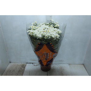 CRISANTEMO BOLA BELGA P20 BRANCO