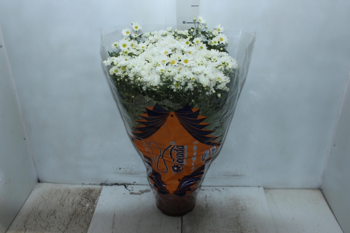 <h4>CRISANTEMO BOLA BELGA P20 BRANCO</h4>