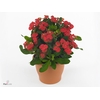 Euphorbia milii 'Hestia'