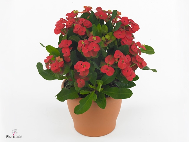Euphorbia milii 'Hestia'