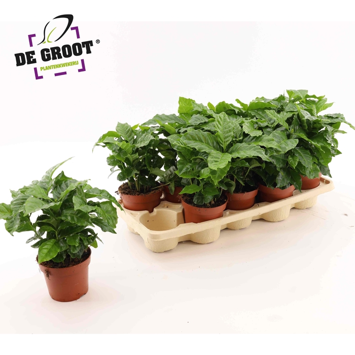 <h4>COFFEA ARABICA</h4>