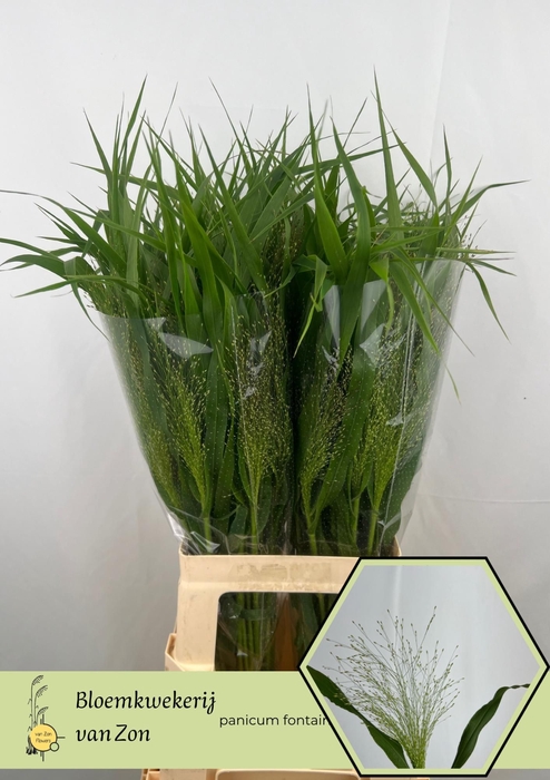 <h4>Panicum Fountain Van Zon</h4>
