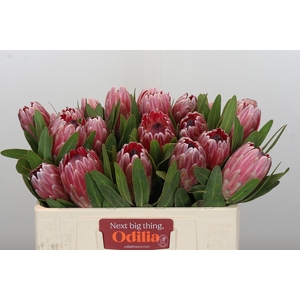 Protea Pink Ice