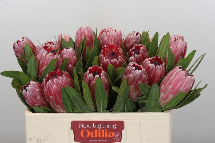 <h4>Protea Pink Ice</h4>