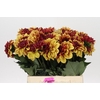 Dahlia Creme de Cognac