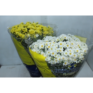 CRISANTEMO BOLA BELGA P20