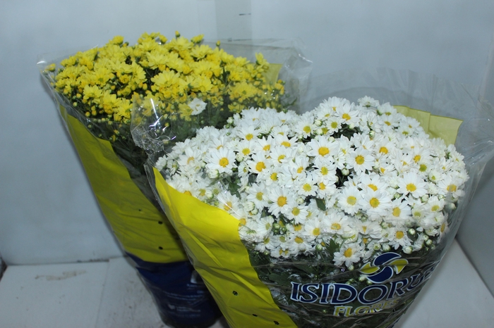 <h4>CRISANTEMO BOLA BELGA P20</h4>