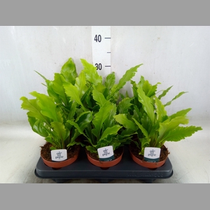 Asplenium nidus 'Campio'