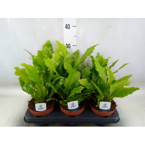 Asplenium nidus 'Campio'