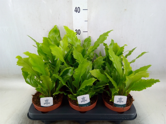 <h4>Asplenium nidus 'Campio'</h4>