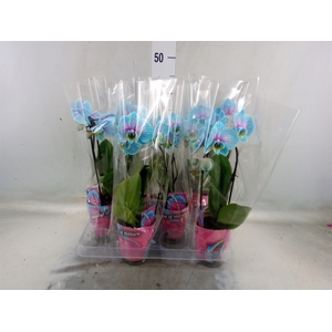 Phalaenopsis   ...