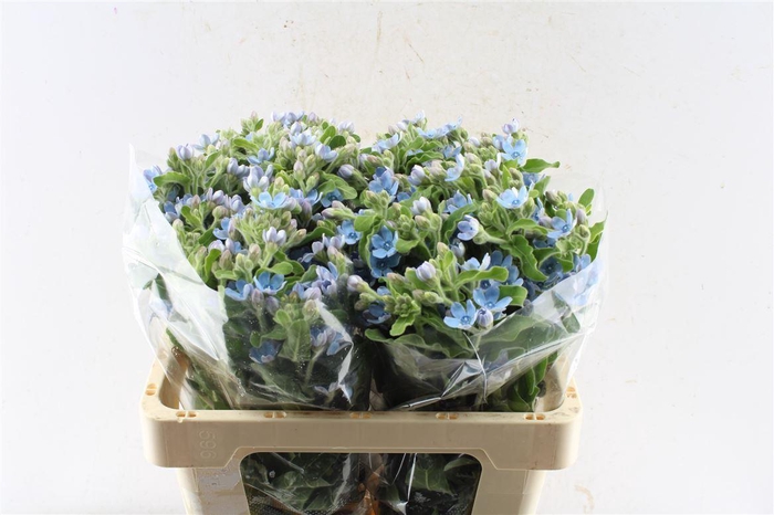 <h4>Oxypetalum Tan Pur Blue</h4>