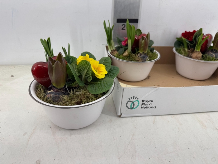 <h4>ARR PL IN SCHAAL</h4>