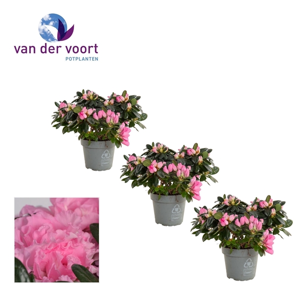 <h4>Azalea 14 cm Roze</h4>