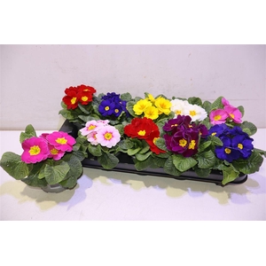 arr8 Prim Acaulis Gemengd