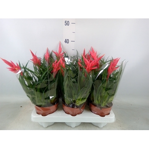 Vriesea  'Astrid'