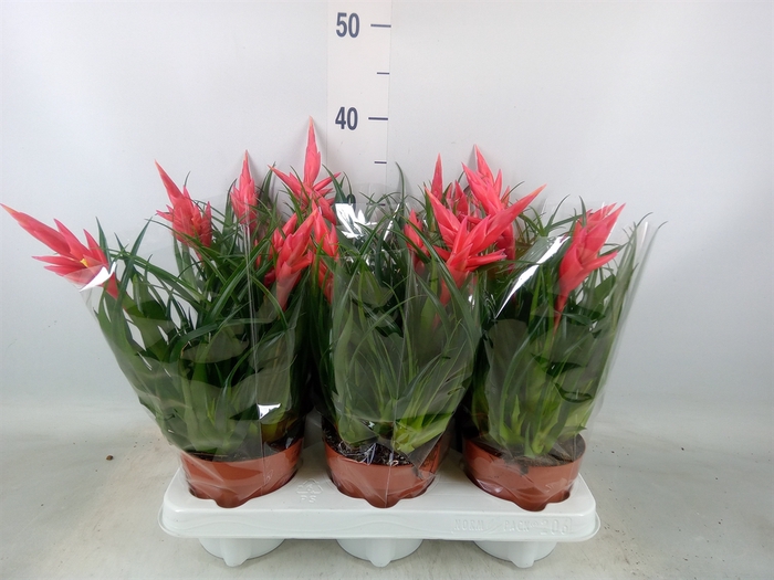 <h4>Vriesea  'Astrid'</h4>