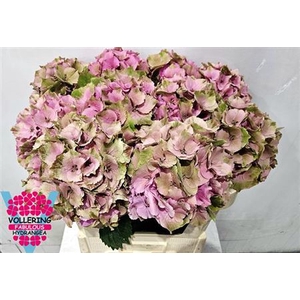 Hydr M Roy Palace Pink Cl 60cm Extra