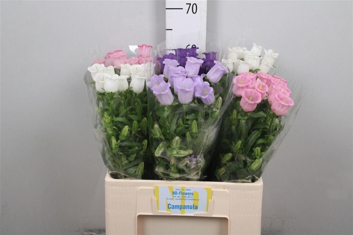 <h4>Camp Med Gemengd</h4>