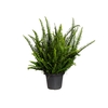 SAMAMBAIA PAULISTINHA DE SOL P20