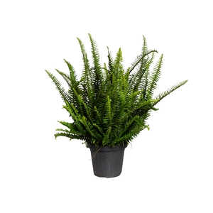 SAMAMBAIA PAULISTINHA DE SOL P20