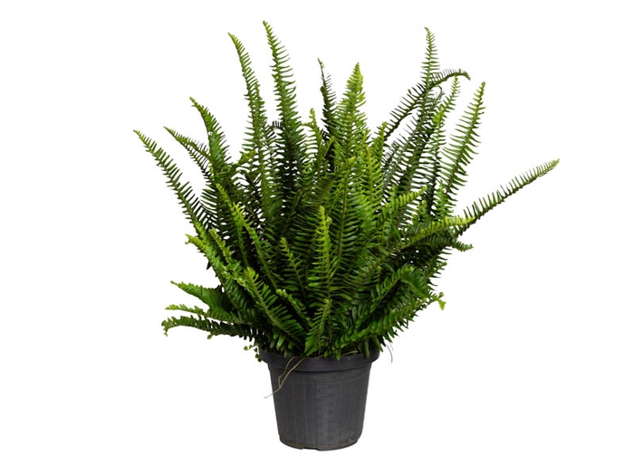SAMAMBAIA PAULISTINHA DE SOL P20