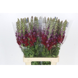 Antirrhinum Potomac Red