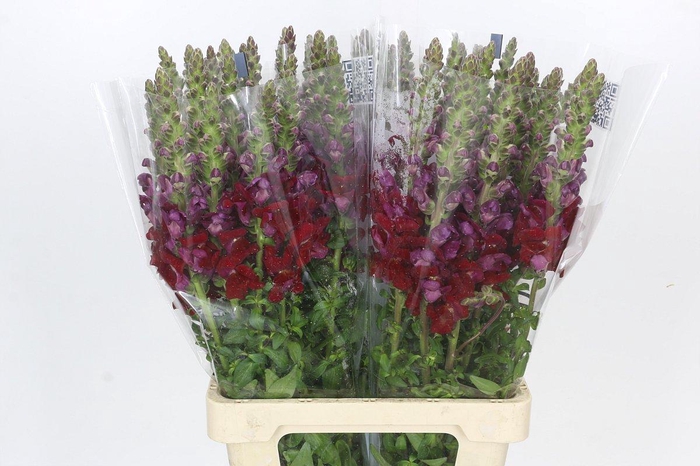 <h4>Antirrhinum Potomac Red</h4>
