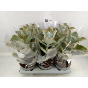 Kalanchoe NF beharensis
