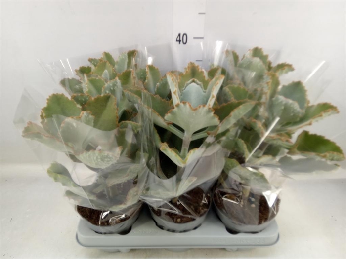 <h4>Kalanchoe NF beharensis</h4>