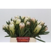 Protea White Night