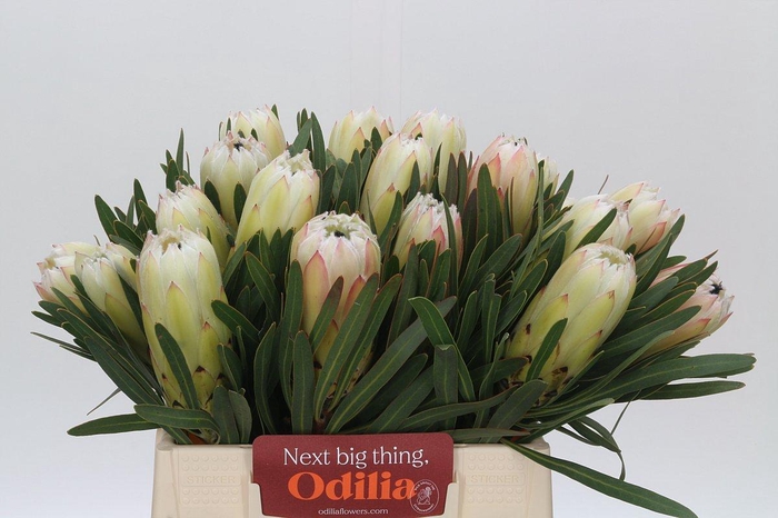 <h4>Protea White Night</h4>